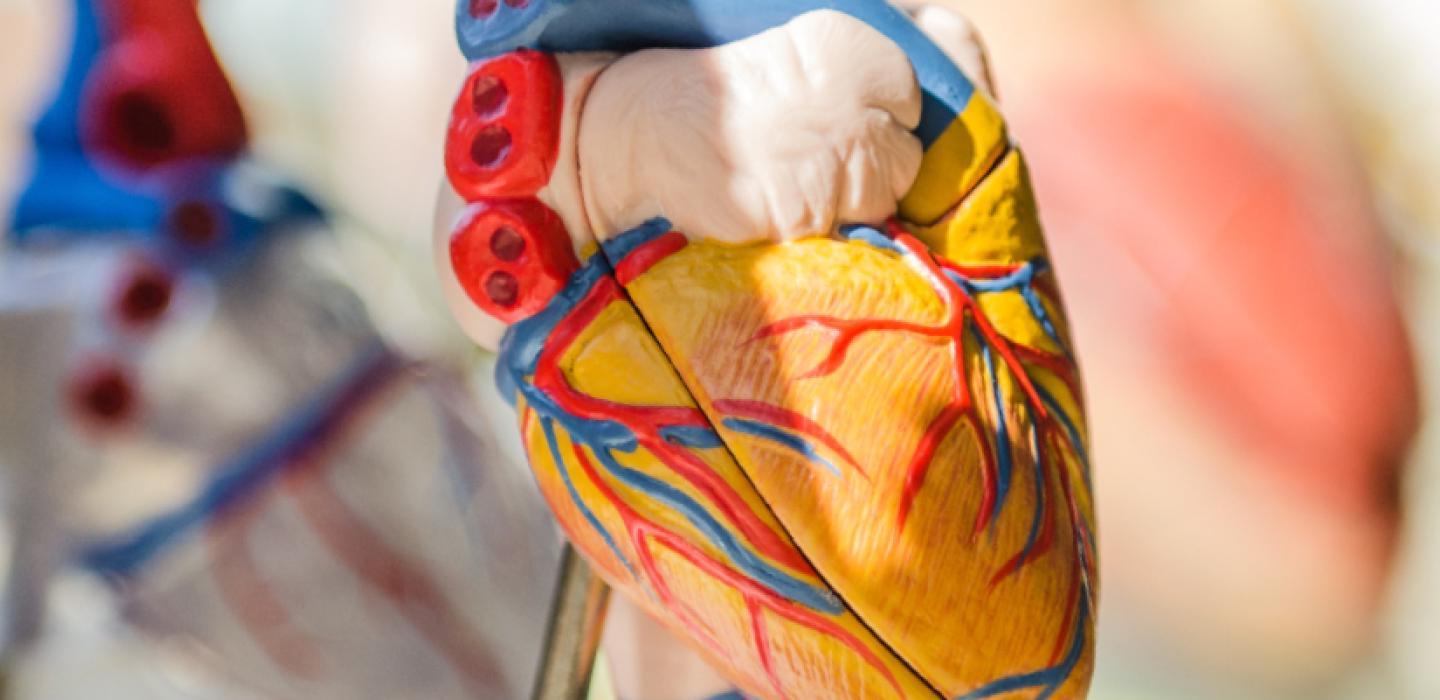 An anatomically correct heart.